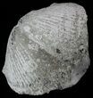 Pyrite Replaced Brachiopod (Paraspirifer) - Ohio #52716-1